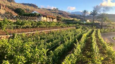 La Gomera Weinkellerei und Verkostungstour